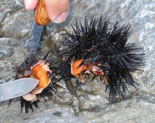 Sea urchin Merca2.es