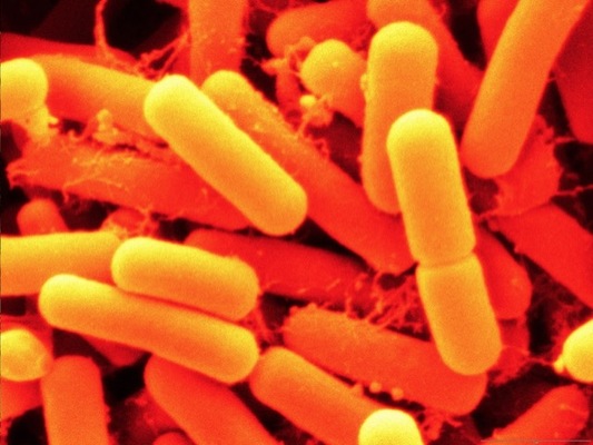bacterias Merca2.es
