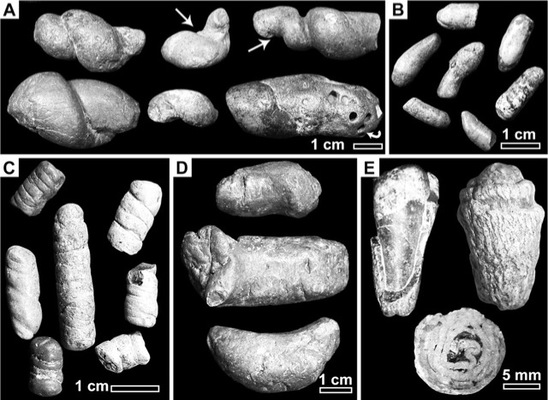 coprolitos Merca2.es