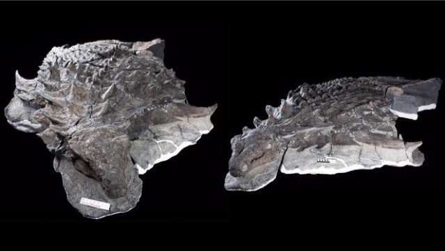 nodosaur 1 Merca2.es