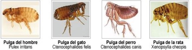 pulgas Merca2.es