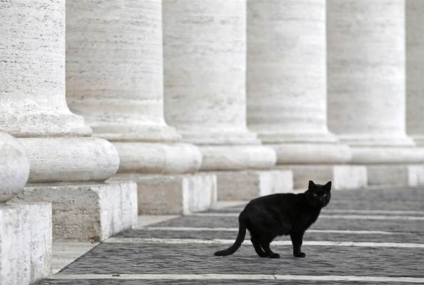 gatos