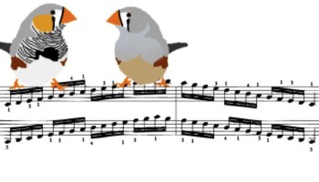 De pájaros y niños: las señales sociales son la clave para el aprendizaje vocal