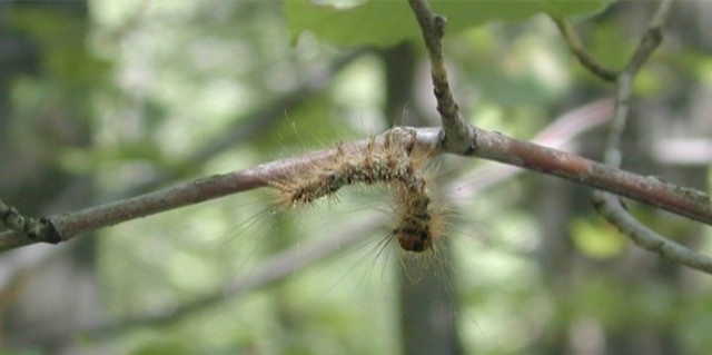 polilla gitana