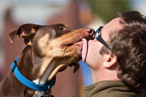 Intercambio de escupitajos: Es probable que compartas el microbioma de tu compañero de habitación 3 Merca2.es 1280px Licking dog Merca2.es