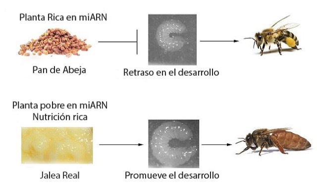 Pan de Abeja copia Merca2.es