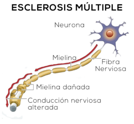 escle6 Merca2.es