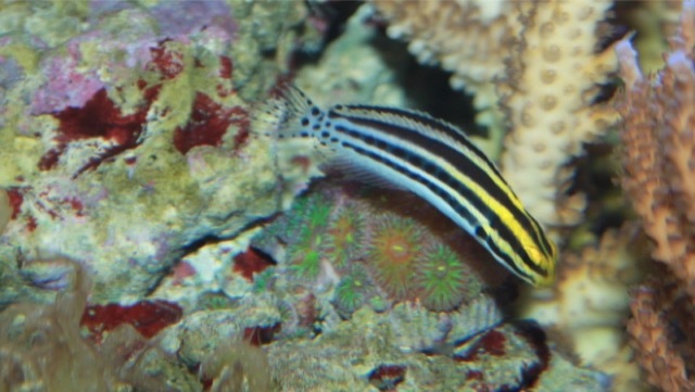 fang blenny Merca2.es