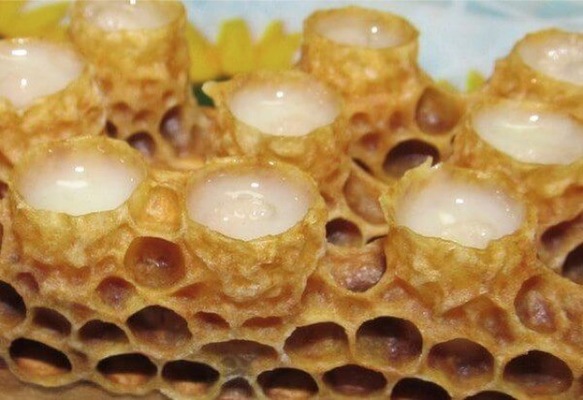Las larvas de abeja alimentadas con Pan de Abejas no tienen ninguna posibilidad de convertirse en reinas 3 Merca2.es jalea real Merca2.es