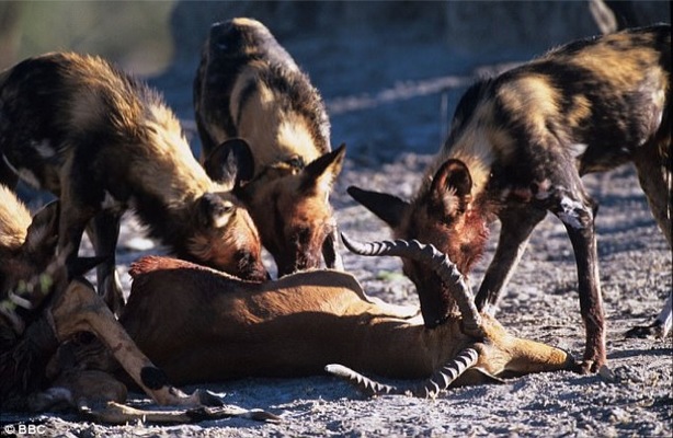 perritoscomiendo Merca2.es