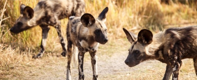 perros salvajes africanos