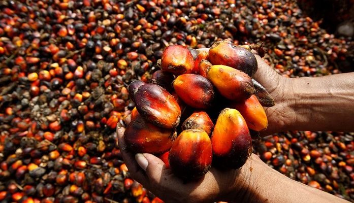 El aceite de palma sostenible se defiende: “erradica la pobreza”