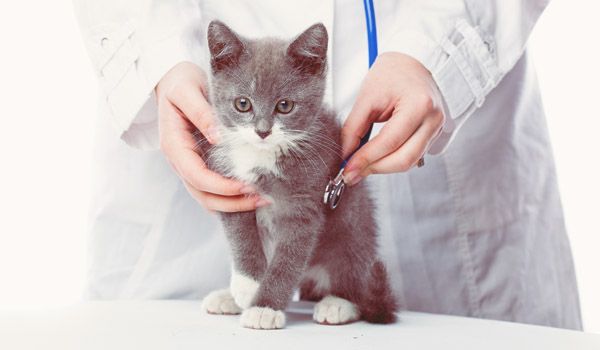 Foto de curso auxiliar de veterinaria