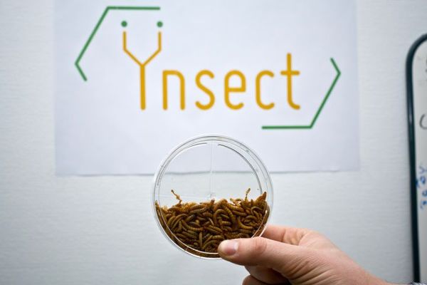 Una fábrica de insectos y otras inversiones de riesgo del Gobierno francés 1 Merca2.es Ynsect bugs Merca2.es