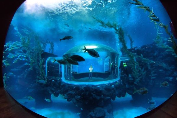 Foto de El Acuario ‘Poema del Mar’ abre sus puertas al público