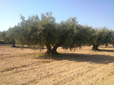 El olivar, un suelo agrícola codiciado por los fondos