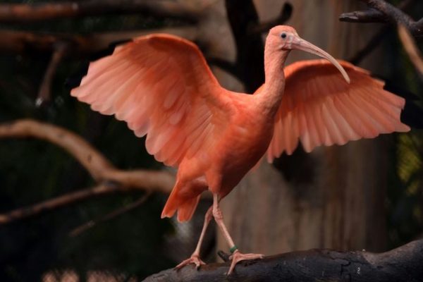 Foto de Loro Parque ve crecer a dos crías de Ibis Escarlata