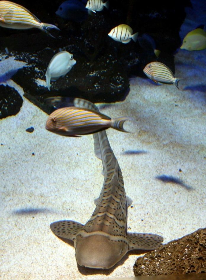 Foto de Loro Parque muestra a sus visitantes el primer tiburón cebra