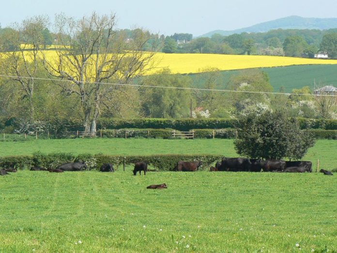 Las mujeres lideran la innovación científica en la agricultura del Reino Unido, según AHDB