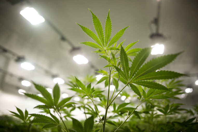 El mercado de la droga en España, casi 6.000 millones de euros