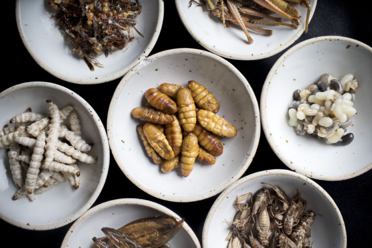 Los insectos conquistan los paladares de más de medio mundo