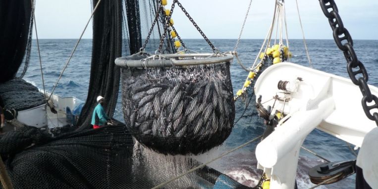El atún sostenible llega al ‘súper’ para luchar contra la pesca ilegal
