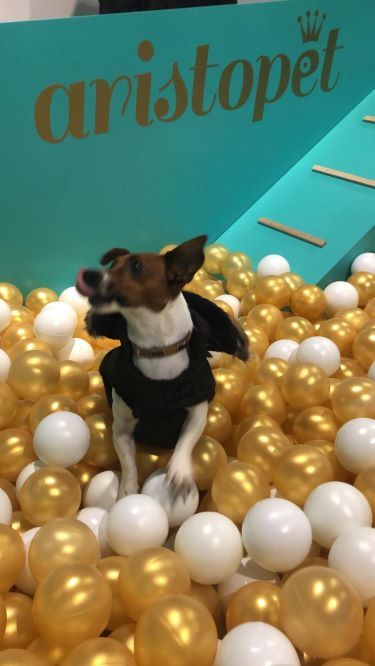 Aristopet inaugura una piscina de bolas para perros en Madrid