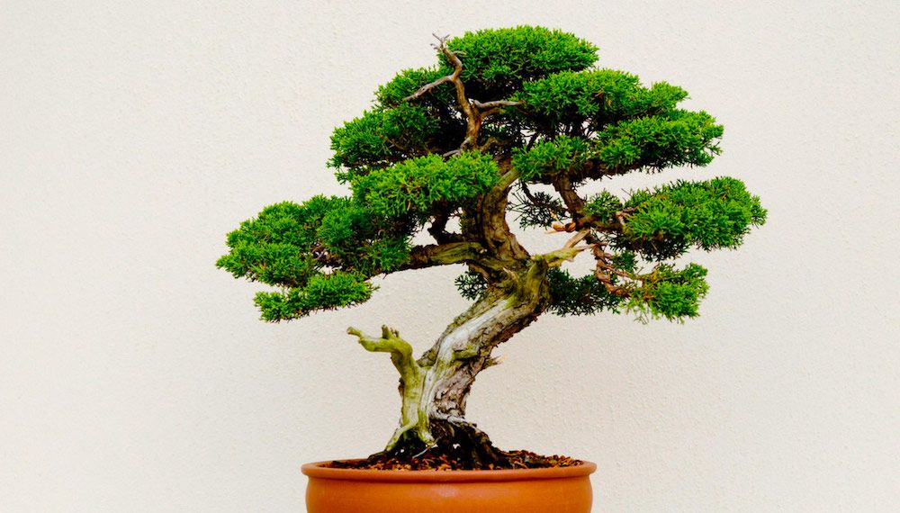 Regalar un bonsái es regalar naturaleza y ecología según CentroBonsai.es