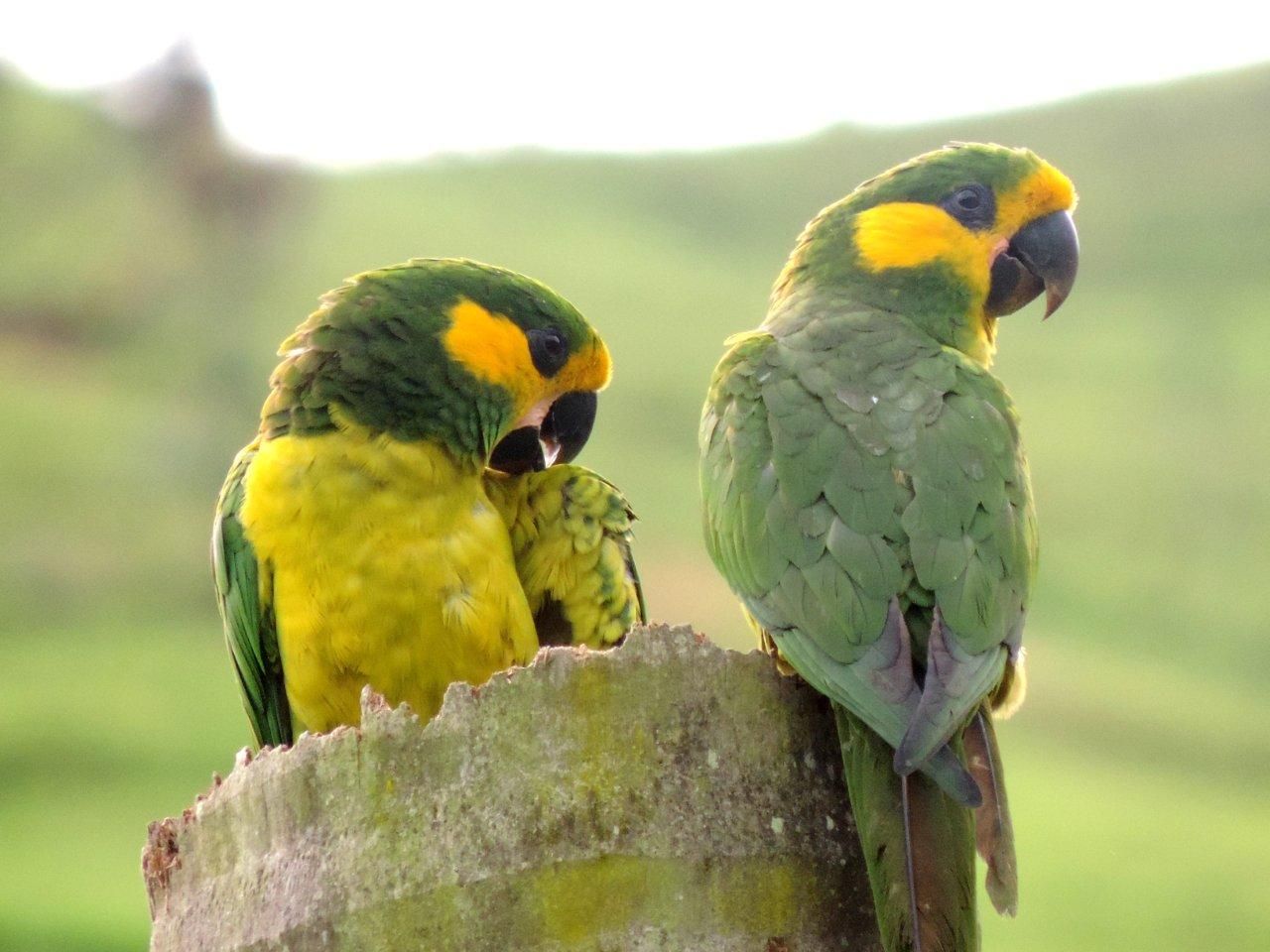 Loro Parque Fundación contribuye a la exitosa recuperación del Loro Orejiamarillo en Colombia