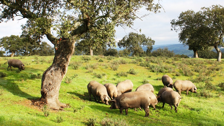Ciudadanos pone en duda las cifras en la montanera del cerdo de bellota