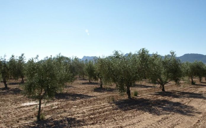 Aceite de oliva