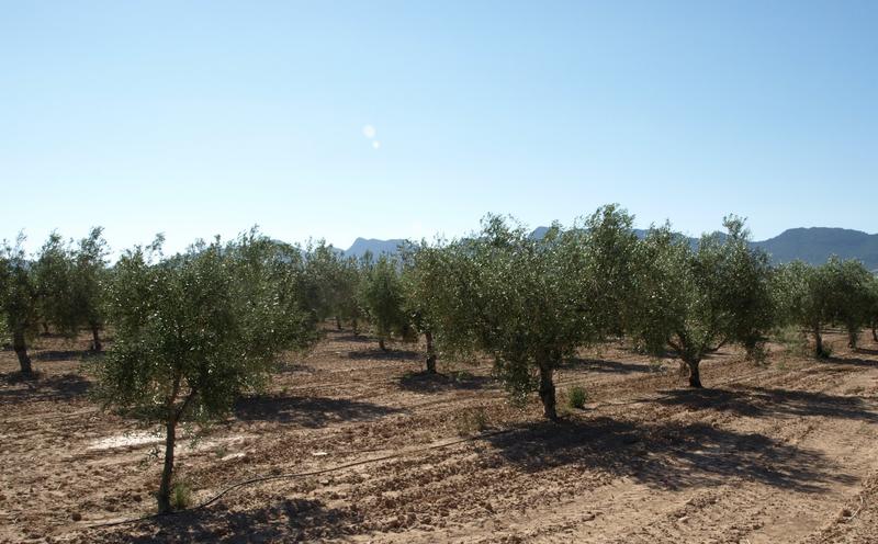 Aceite de oliva