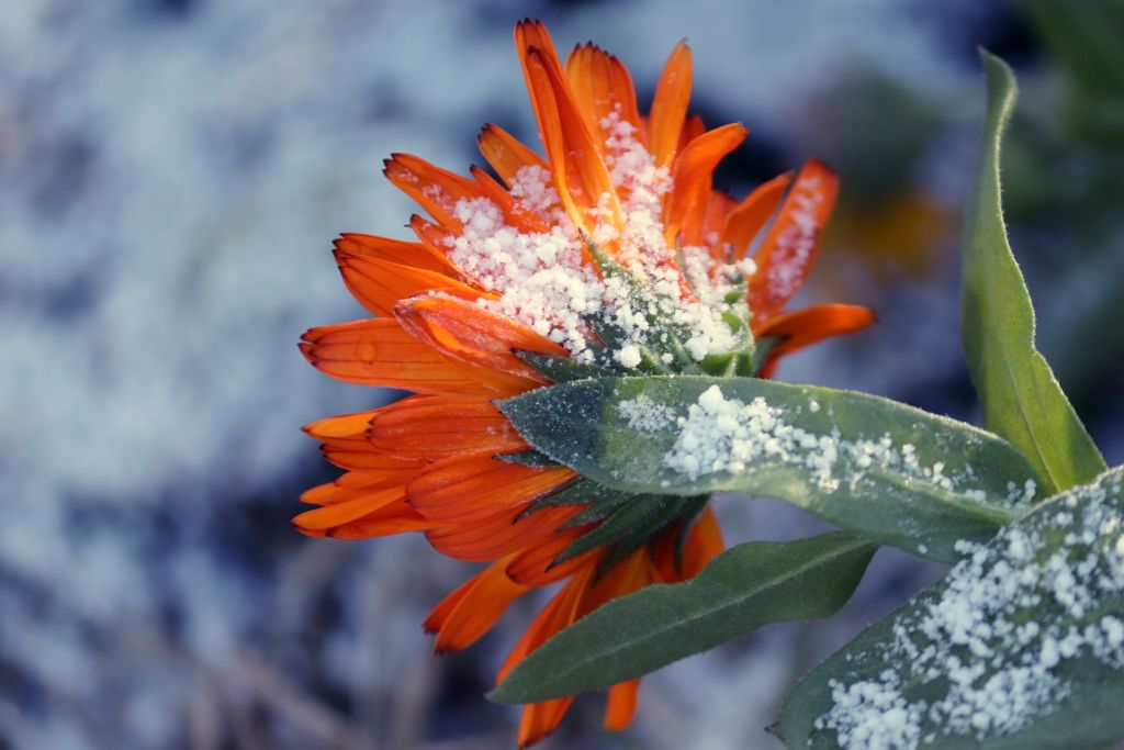 ARNICA, paracetamol natural