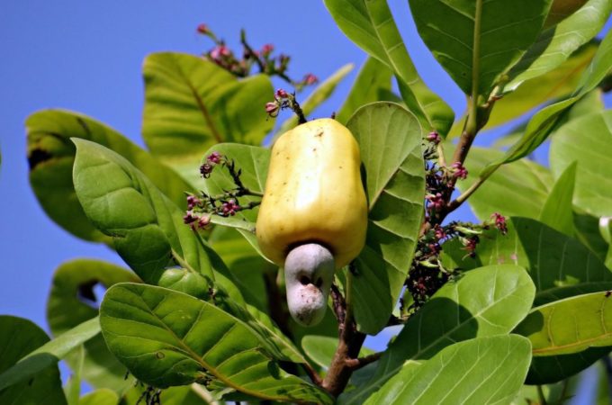 Alimentos tóxicos