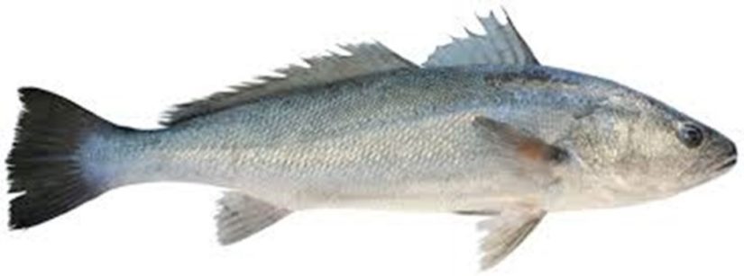 pescados