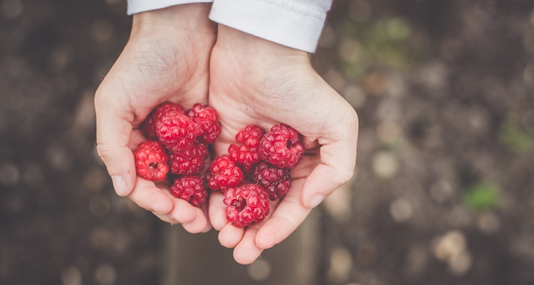 frutos rojos