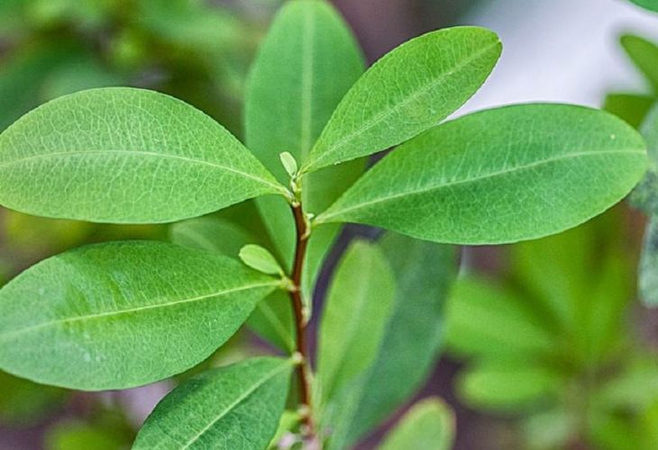 Estos son los ingredientes de la CocaCola (CocaCola)