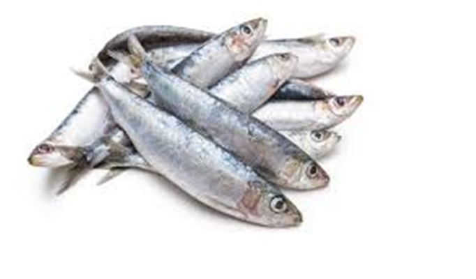 sardinas