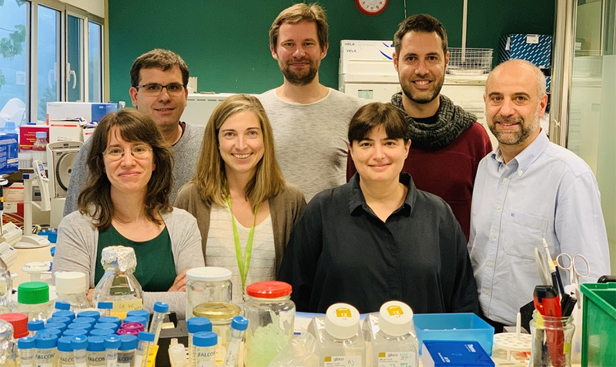 Ébola: IrsiCaixa desarrolla anticuerpos que bloquean una vía de entrada del virus en células humanas