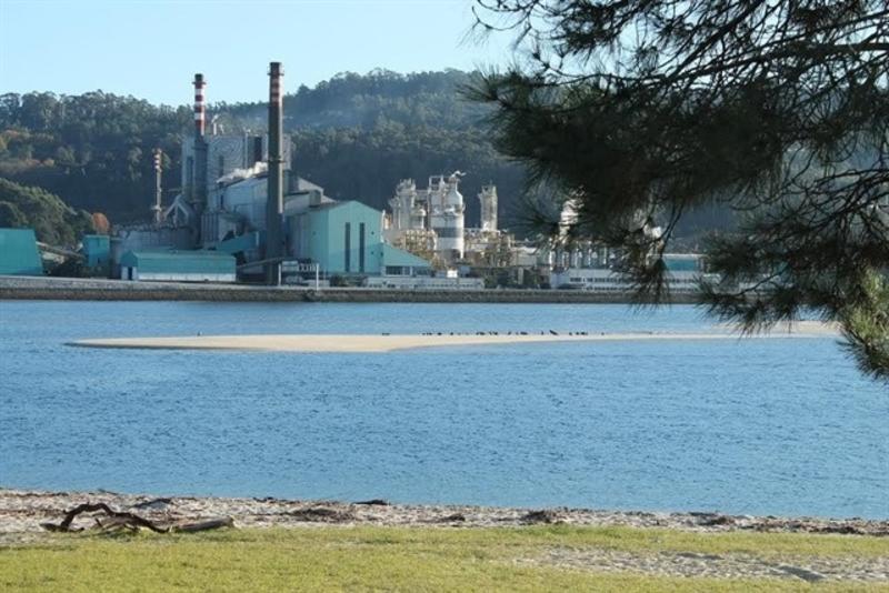 Los beneficios de Ence caen por la desplome del precio de la celulosa
