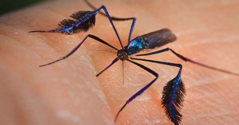 Si un mosquito te pica, ¿sabes qué enfermedades puede transmitirte? 4 Merca2.es mosquito