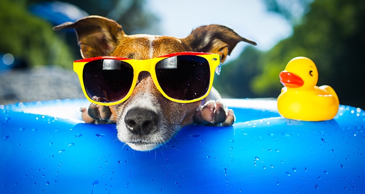 Las claves para viajar con tu mascota de vacaciones 4 Merca2.es Alojarte con tu mascota