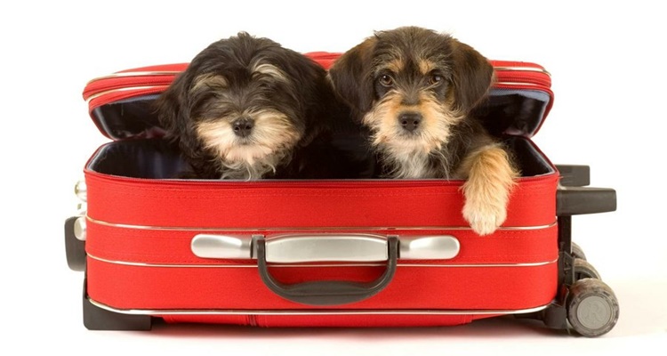 Las claves para viajar con tu mascota de vacaciones 8 Merca2.es Comprueba como le sienta el viaje