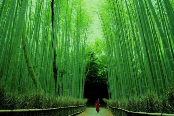 5. Bosque de Bambú de Arashiyama en Japón