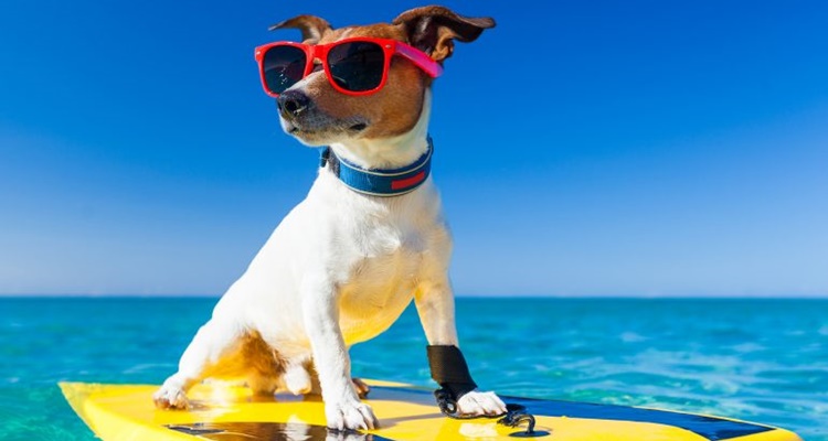 Las claves para viajar con tu mascota de vacaciones 5 Merca2.es Papeles en regla