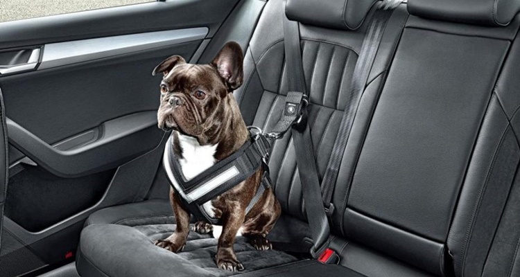 Las claves para viajar con tu mascota de vacaciones 2 Merca2.es Recomendaciones de seguridad para el coche