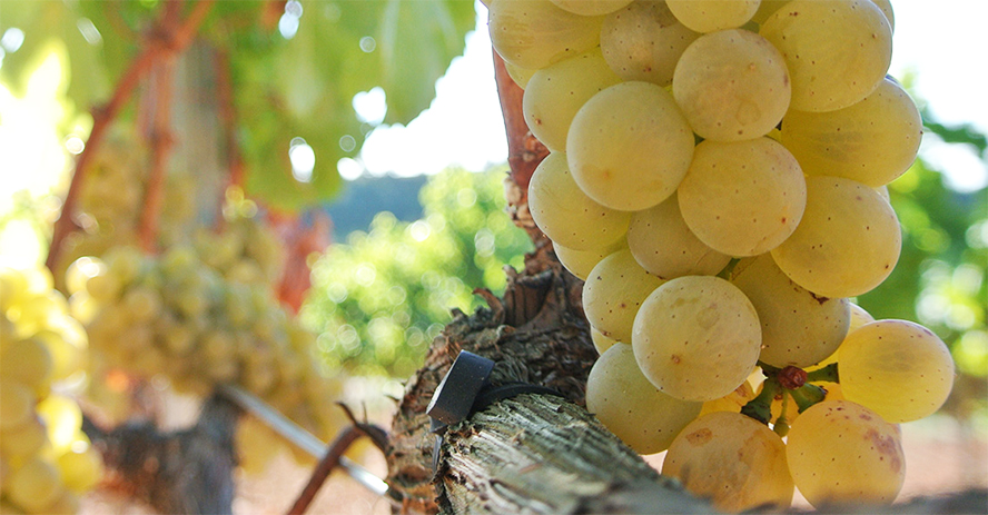 Ribera del Duero ya tiene vino blanco: la albillo gana su guerra