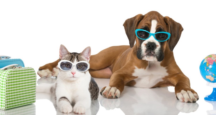 Las claves para viajar con tu mascota de vacaciones 6 Merca2.es Seguro para tu mascota