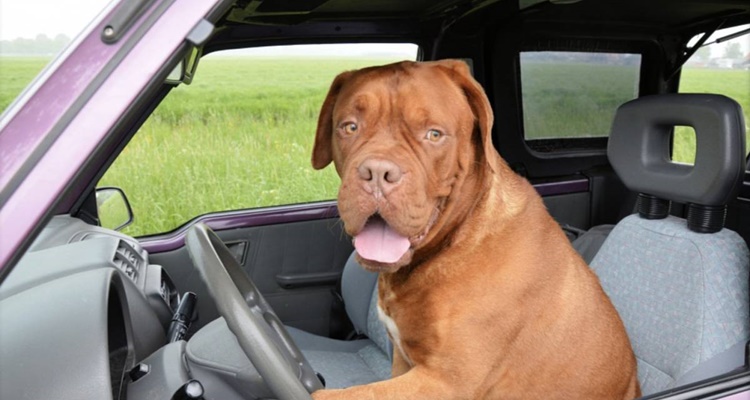 Viajar en coche con mascota