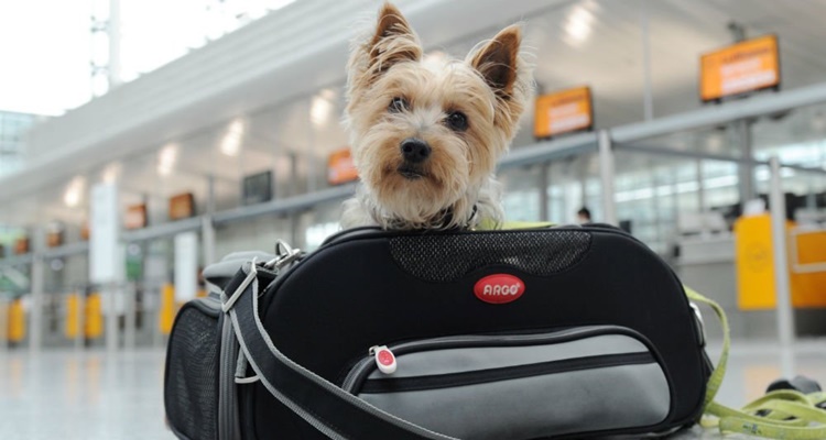 Las claves para viajar con tu mascota de vacaciones 3 Merca2.es Viajes en tren autobus o avion